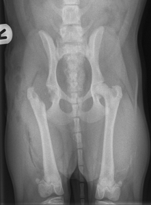 FNHE σε σκύλο (Εικόνα 3)